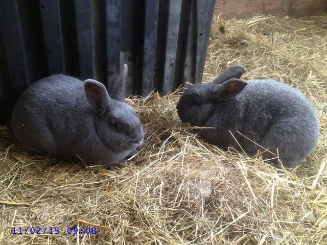 Quels sont ces lapins ?