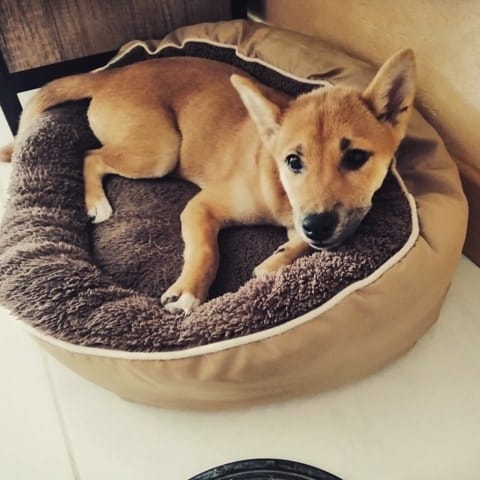 Shiba Inu odeur horrible lorsqu'elle a peur ?!