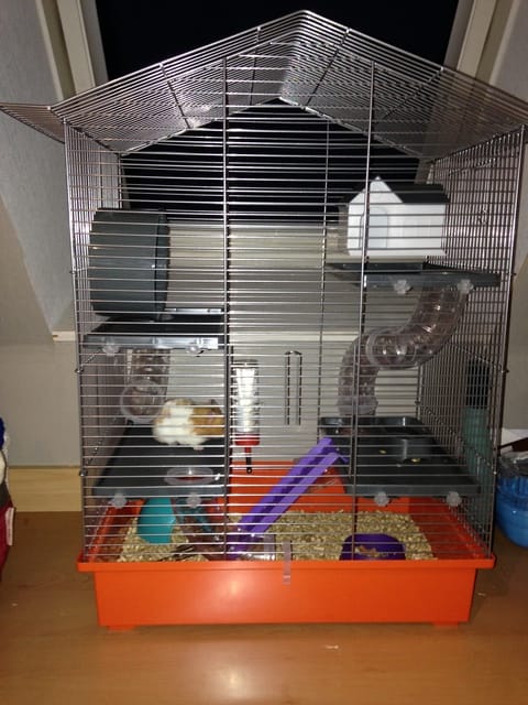 Ma cage est-elle adaptée pour mon hamster ?