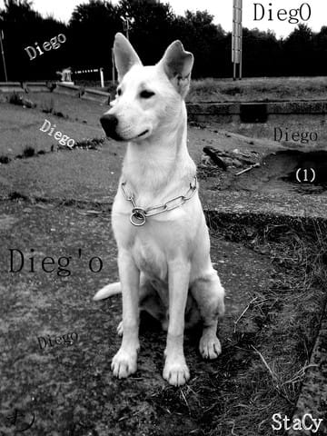 Mon chien manges mais maigris...