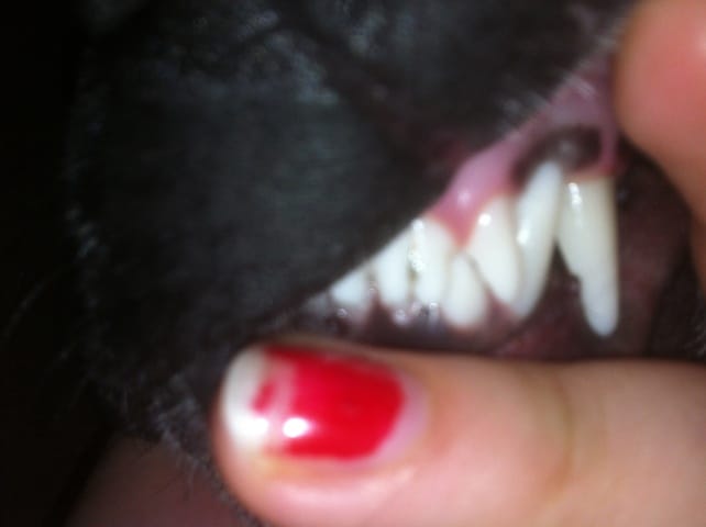 Problème dentition chiot 8 mois