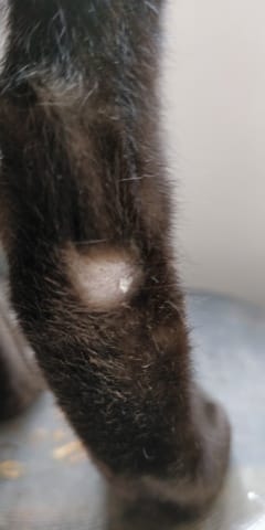 Mój kot ma łysy placek na prawej tylnej łapie. Co to może być?