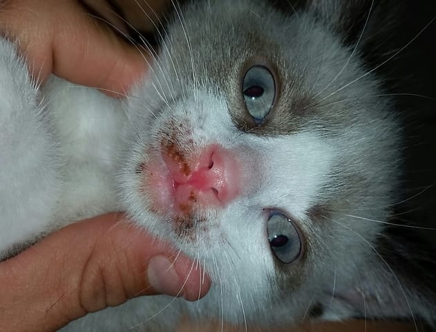 Chaton avec contour bouche bizzar