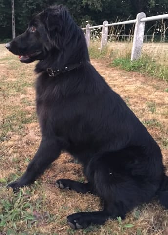 J’ai besoin d’une personne qui connaît bien les races de chien