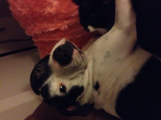 Mon chien se lèche le derrière
