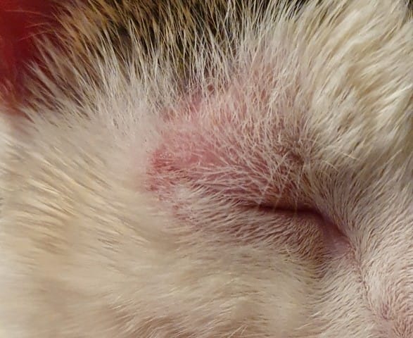 Rougeurs contour oeil CHAT