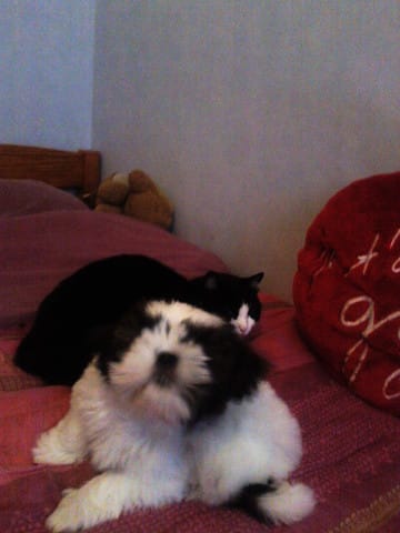 que mangent vos Shih-Tzu ?