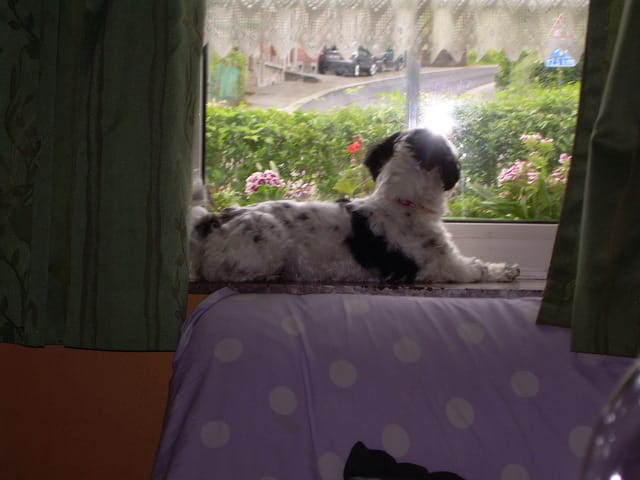 Lola, ma petite chienne !
