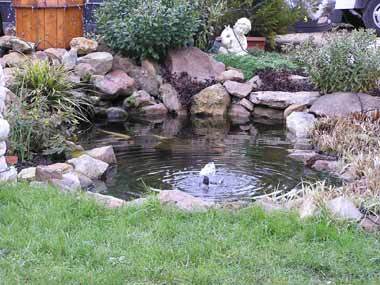 Mon chien, et l'eau !