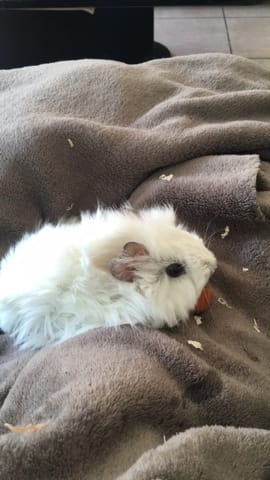 Mon cochon d'Inde ne prend pas sa vitamine C