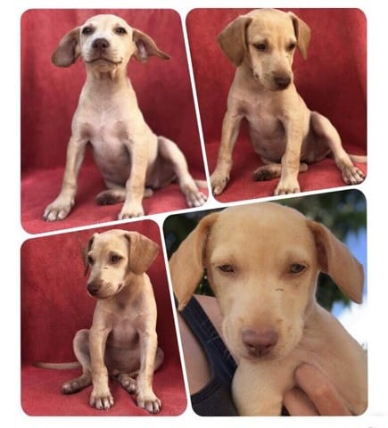 Adoption chiot