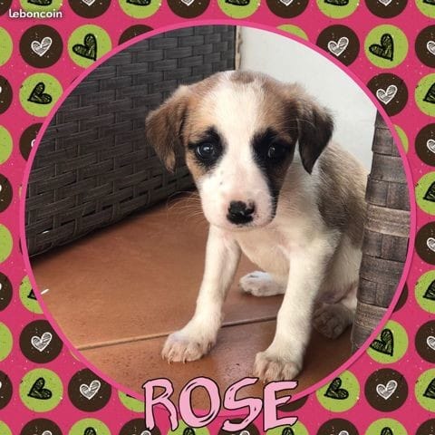 Adoption chiot Rose