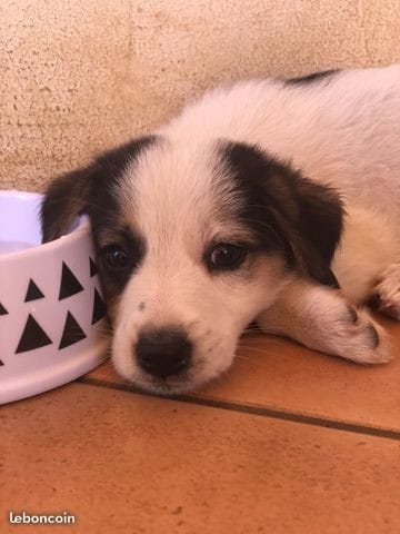 Adoption chiot Pacha