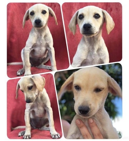 Adoption chiot Pitch