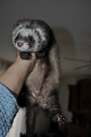 Adoption d'une furette