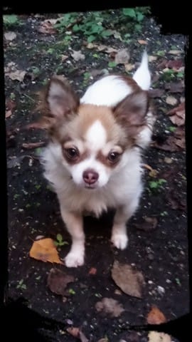 Magnifique Chihuahua Recherche sa Douce