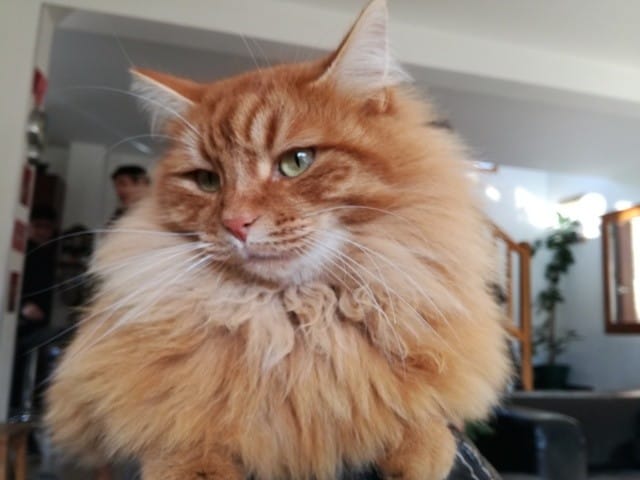Mon chat est il un siberien ?