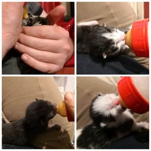 Selle jaune chaton 1 semaine