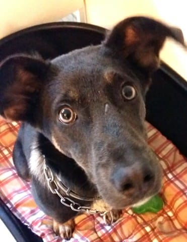 donne lilou, chienne (chiot) 8 mois