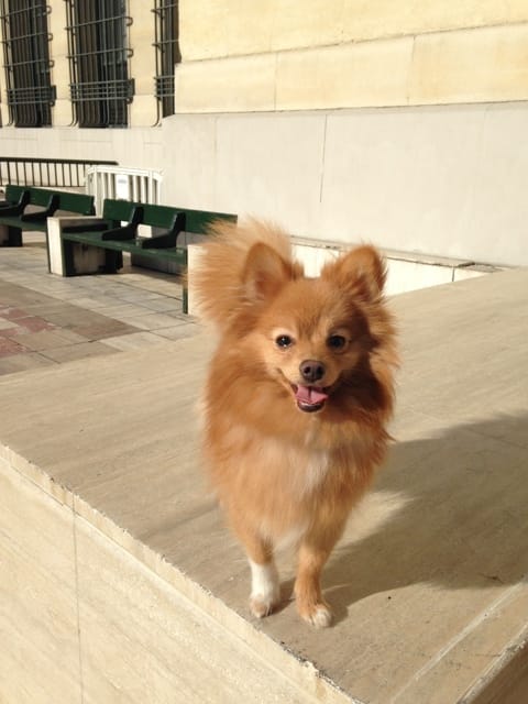 Spitz Mâle pour saillie