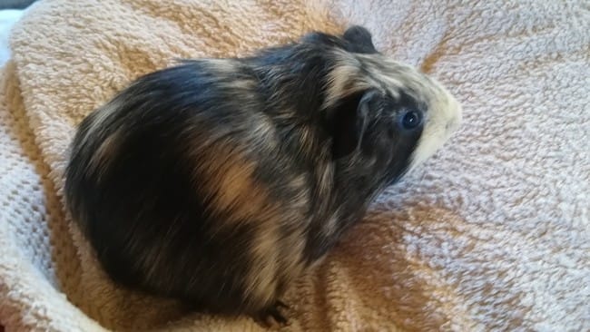 Donne bébé cochon d inde