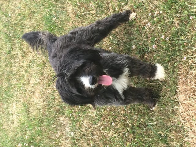 Je connais pas la race de mon chien