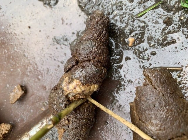 HELP «truc »blanc dans les selles de mon chien
