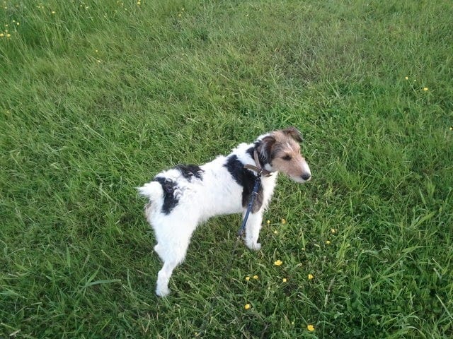 Ma chienne est décédée ce matin je suis effondré