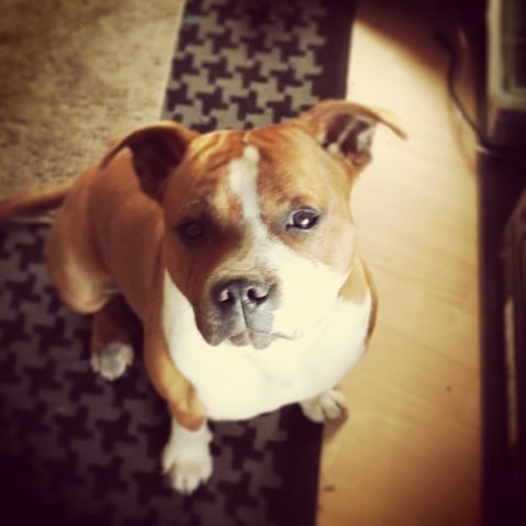 Harnais de flottaison pour chien