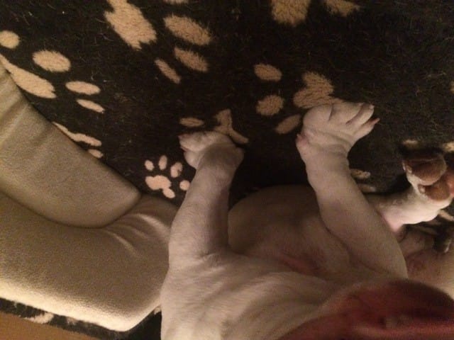 Problème de pattes avant