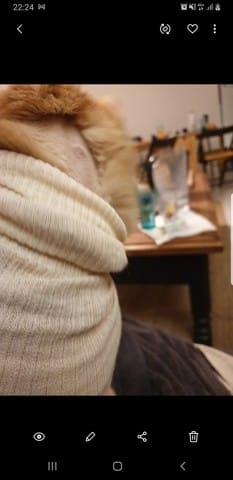 Mon chat a plusieurs masses sous la peau