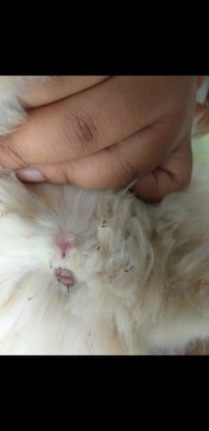 Reconnaitre sexe chaton