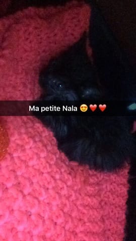 Chaton d'a peine un mois