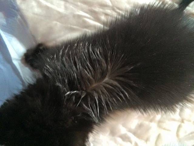 Pipette vermifuge chaton