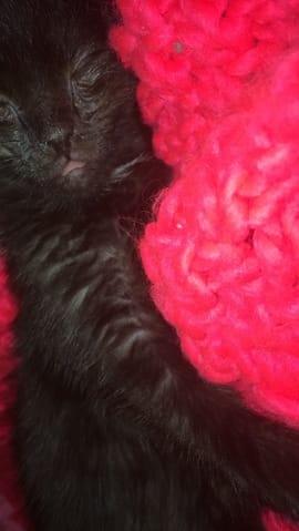 Ma Charonne tete sa langue c'est normal ?