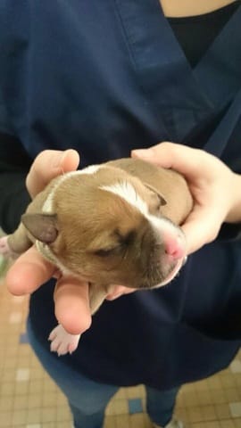 Bienvenu mon Lasko !! (Staffie)