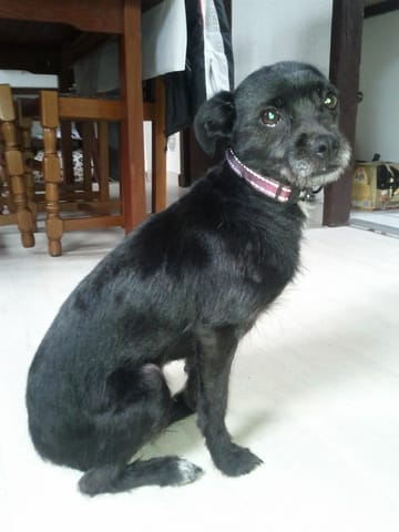 quelle est la race de ma chienne ?