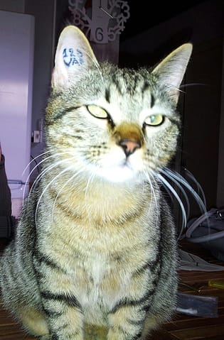 Chat perdu à Perpignan