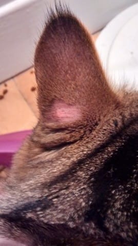 Perte de poils anormale aux bases des oreilles de mon chat domestique