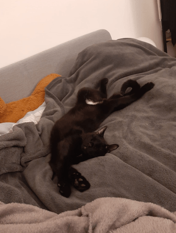 Chat maltraité, comment l'aider?