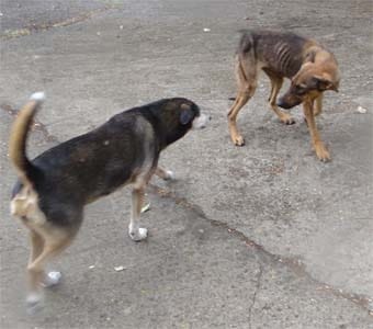 Comment gérer un chien qui a été affamé