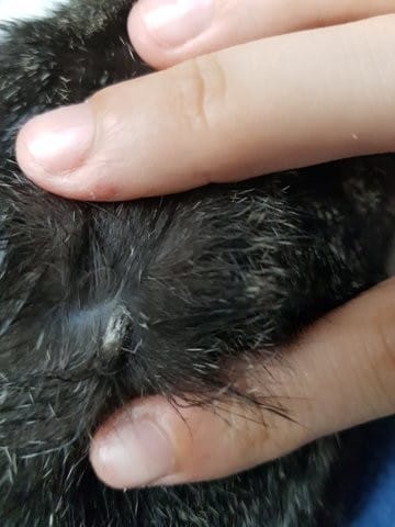 Croute sur le dos de mon chaton