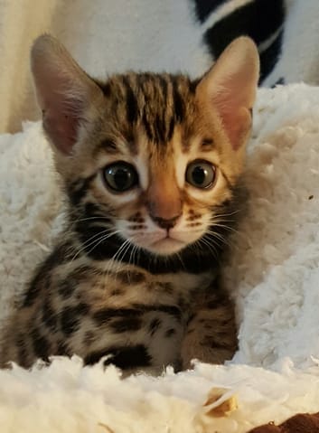 Aidez moi à choisir mon chaton svp