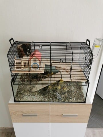 Recherche de Grande Cage pour Gerbille ou avis
