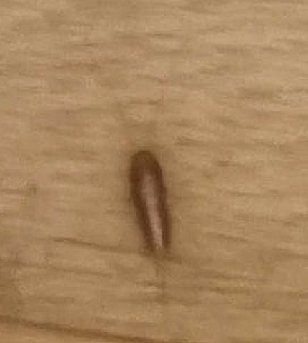 des insectes provenant du chat ?