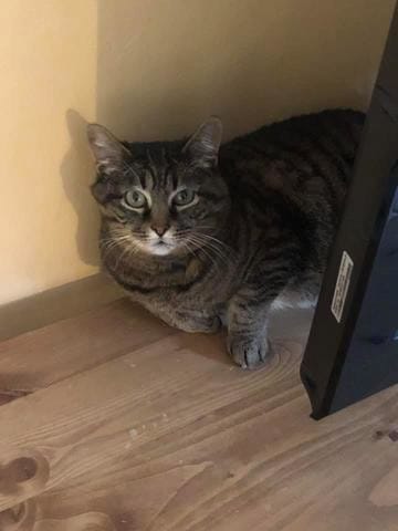 Adoption et nouveau nom