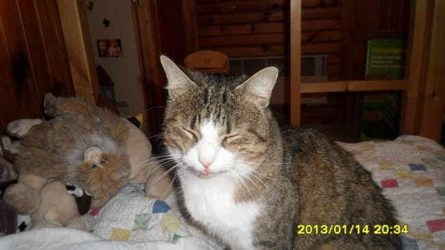 ah lala le chat, quel animal marrant