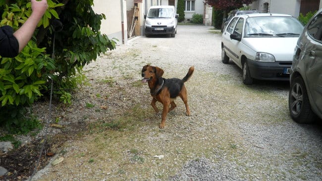 Un chien foufou de la baballe
