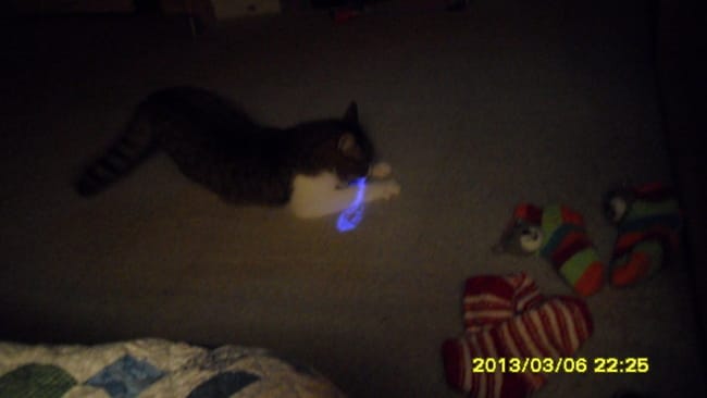Léo fou du laser