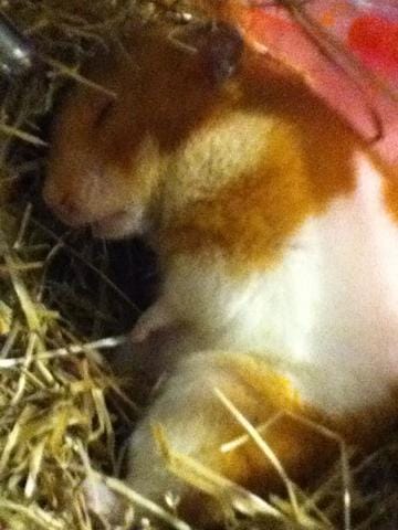 mon hamster ne bouge plus les pattes arriere depuis hier (pk ecrit dans le message) aider moi svp